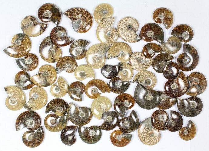 Lot: KG Madagascar Polished Ammonites (-) - Pieces #79350